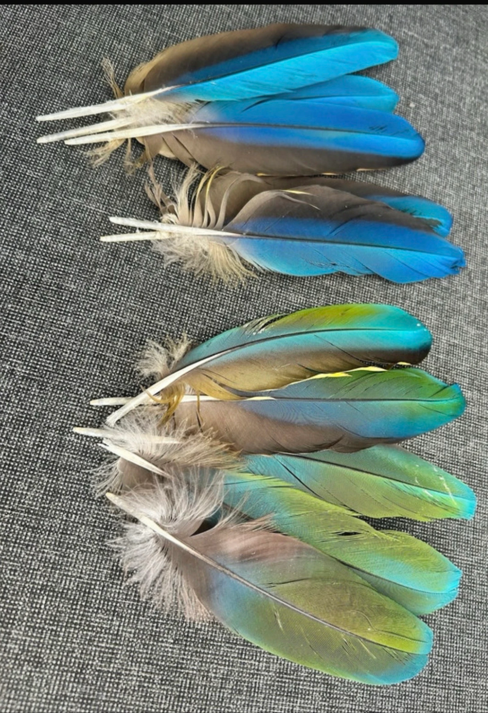Natuurlijke veren uit de rui 